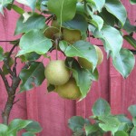pears-on-branch